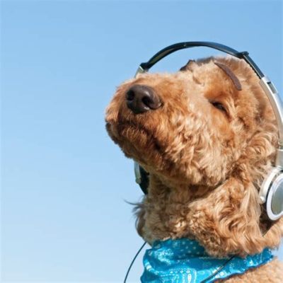 do dogs enjoy music? Exploring Canine Responses to Melodic Wonders and Beyond